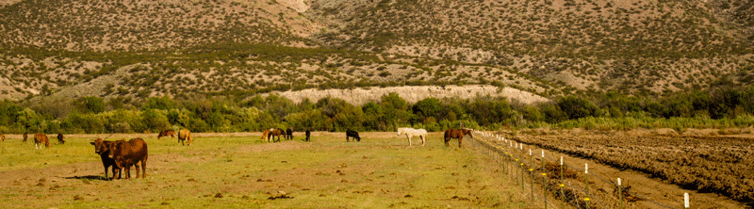 Horses,-cattle-and-field_web_banner2