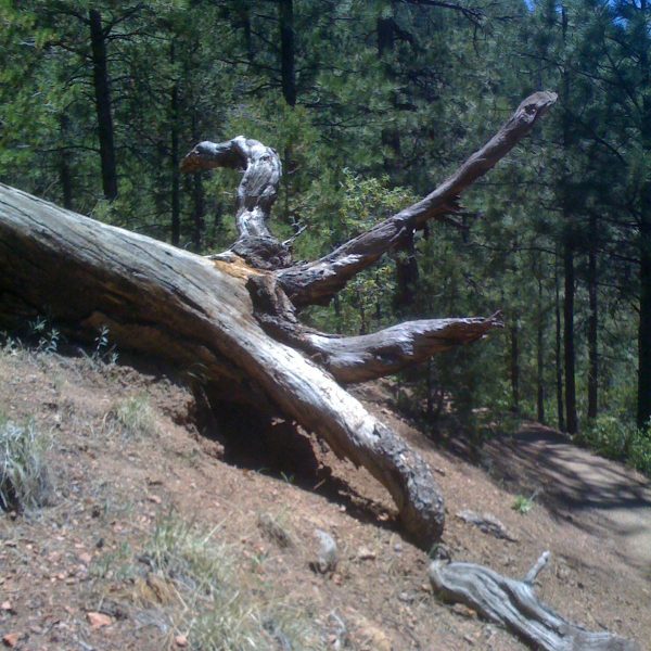 Fix our Forests Act – Farm to Table